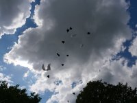 ein Bild aus dem Album